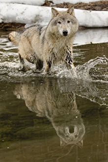 Gray Wolf or Timber Wolf reflection crossing stream in winter, (Captive Situation) Canis lupis Gray Wolf or Timber Wolf reflection crossing stream in winter, (Captive Situation) Canis lupis
