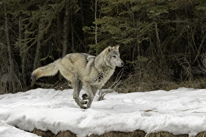 Gray wolf sales winter boots