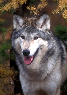 Canis Lupus Natural Habitat Prints: Gray wolf under a tree
