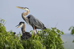 Great Blue Heron (Ardea herodias) adults nesting Great Blue Heron (Ardea herodias) adults nesting