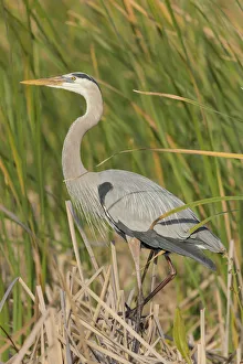 Great blue heron in breeding plumage, Blue Heron Wetlands, Florida, USA Great blue heron in breeding plumage, Blue Heron Wetlands, Florida, USA