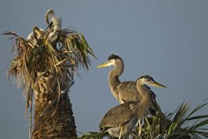 Great blue heron chick in nest, Ardea herodias, with anhingas in background, Anhinga anhinga Great blue heron chick in nest, Ardea herodias, with anhingas in background, Anhinga anhinga