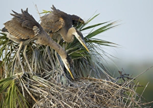 Great blue heron chicks in nest looking for bugs, Ardea herodias, Viera wetlands, Florida Great blue heron chicks in nest looking for bugs, Ardea herodias, Viera wetlands, Florida