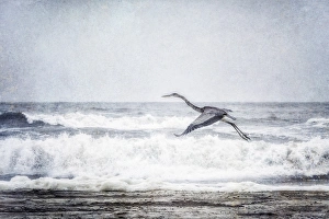 Great Blue Heron in flight at the ocean: Outer Banks, North Caroline Great Blue Heron in flight at the ocean: Outer Banks, North Caroline