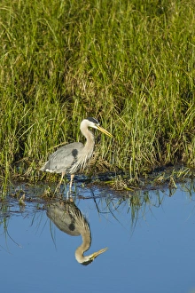 Great Blue Heron Hunting and Reflected in the Waters of Oxbow Bend, Grand Teton National Great Blue Heron Hunting and Reflected in the Waters of Oxbow Bend, Grand Teton National