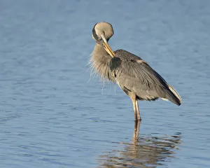 Great blue heron preening, Ardea herodias, Ding Darling National Wildlife Refuge Great blue heron preening, Ardea herodias, Ding Darling National Wildlife Refuge
