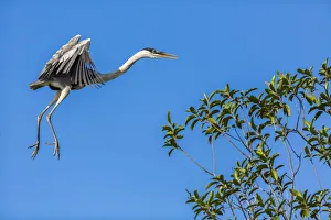 Great Blue Heron prepares to land on a tree over the Brazilian Pantanal with blue Great Blue Heron prepares to land on a tree over the Brazilian Pantanal with blue