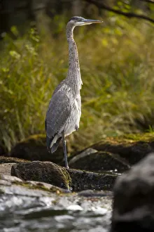 A Great Blue Heron waits for fish on the Connecticut River in Pittsburgh, New Hampshire A Great Blue Heron waits for fish on the Connecticut River in Pittsburgh, New Hampshire