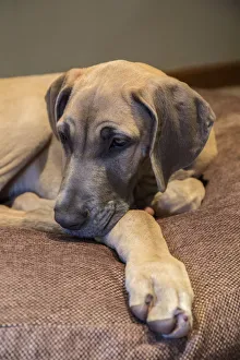 Great Dane puppy Evie resting on her bed. (PR) Great Dane puppy Evie resting on her bed. (PR)