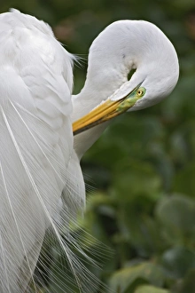 Great Egret in breeding plumage preening feathers, Casmerodius albus Great Egret in breeding plumage preening feathers, Casmerodius albus