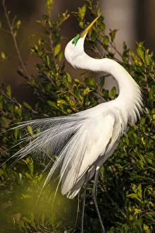 A great egret performs a breeding display at a rookery in southwest Florida A great egret performs a breeding display at a rookery in southwest Florida