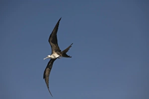 Great frigate bird (Fregata minor) in flight against blue sky, Placencia, Stann Creek District Great frigate bird (Fregata minor) in flight against blue sky, Placencia, Stann Creek District
