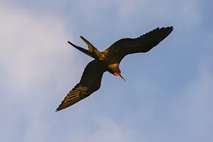 Great Frigate bird (Fregata minor ridgwayi), South Plaza Island, Galapagos islands Great Frigate bird (Fregata minor ridgwayi), South Plaza Island, Galapagos islands