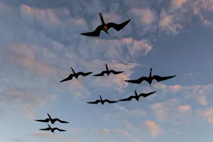 Great Frigate birds (Fregata minor ridgwayi), South Plaza Island, Galapagos islands Great Frigate birds (Fregata minor ridgwayi), South Plaza Island, Galapagos islands