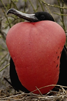 Great frigatebird (Fregata minor) - male, GALAPAGOS ISLANDS ECUADOR South America Great frigatebird (Fregata minor) - male, GALAPAGOS ISLANDS ECUADOR South America