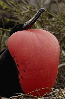 Great frigatebird (Fregata minor) - male Great frigatebird (Fregata minor) - male