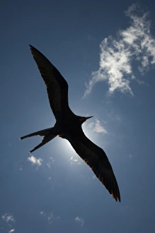 Great Frigatebird (Fregata minor) - male flying. GALAPAGOS ISLANDS ECUADOR South Great Frigatebird (Fregata minor) - male flying. GALAPAGOS ISLANDS ECUADOR South