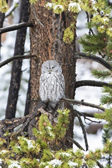 Great Gray Owl (Strix nebulosa) in snowstorm, Yellowstone National Park, WY Great Gray Owl (Strix nebulosa) in snowstorm, Yellowstone National Park, WY