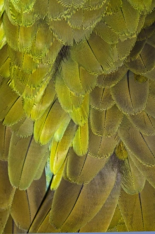 Colorful Bird Feathers Prints: Great Green Macaw feather pattern, Ara ambiguus, also known as Buffons Macaw