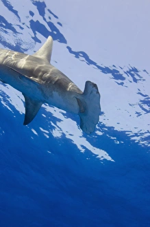 Great Hammerhead Shark (Sphyrna mokarran) Northern Bahamas Great Hammerhead Shark (Sphyrna mokarran) Northern Bahamas
