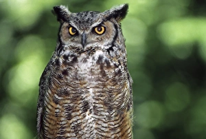 Great horned owl (Bubo virginianus), western Cascade Mountains, Washington, USA Great horned owl (Bubo virginianus), western Cascade Mountains, Washington, USA