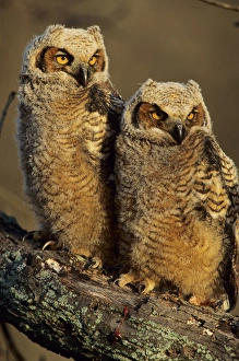 Great Horned Owls (Bubo virginianus) approx. 6 wks old, Illinois Great Horned Owls (Bubo virginianus) approx. 6 wks old, Illinois
