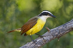 Great Kiskadee (Pitangus sulphuratus) adult perched in Texas Great Kiskadee (Pitangus sulphuratus) adult perched in Texas