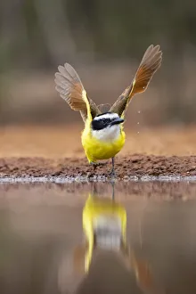 Great Kiskadee (Pitangus sulphuratus) flushing Great Kiskadee (Pitangus sulphuratus) flushing