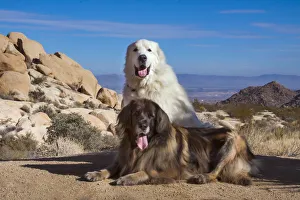 Great Pyrenees and Leonberger on granite boulders Great Pyrenees and Leonberger on granite boulders