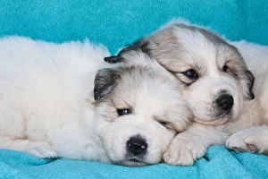 Two Great Pyrenees puppies lying together on a blue background Two Great Pyrenees puppies lying together on a blue background