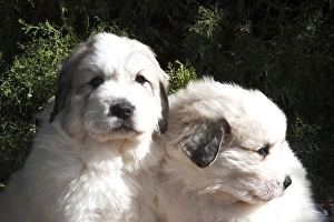 Two Great Pyrenees puppies sitting together in front of a Juniper tree Two Great Pyrenees puppies sitting together in front of a Juniper tree