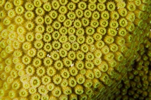 Great Star Coral (Montastraea cavernosa) BONAIRE, Netherlands Antilles, Caribbean Great Star Coral (Montastraea cavernosa) BONAIRE, Netherlands Antilles, Caribbean