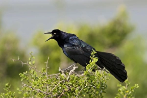 Great-tailed Grackle (Quiscalus mexicanus) adult male calling Great-tailed Grackle (Quiscalus mexicanus) adult male calling