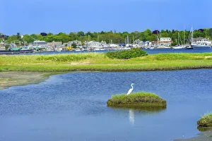 Great white egret marsh, Padanaram Village, Harbor Bridge, Buzzards Bay, Massachusetts Great white egret marsh, Padanaram Village, Harbor Bridge, Buzzards Bay, Massachusetts