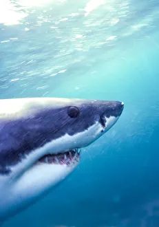 Great White Shark (Carcharodon Carcharias) South Africa Great White Shark (Carcharodon Carcharias) South Africa