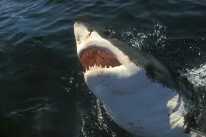 Great White Shark (Carcharodon carcharius) South Africa Great White Shark (Carcharodon carcharius) South Africa