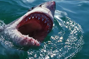 Great White Shark, near Gansbaii, South Africa Great White Shark, near Gansbaii, South Africa