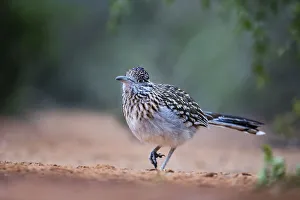 Greater roadrunner (Geococcyx californianus) in habitat Greater roadrunner (Geococcyx californianus) in habitat