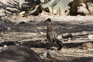 Greater Roadrunner posing in desert environment of southern California Greater Roadrunner posing in desert environment of southern California