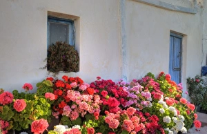 Greece, Mykonos, Geraniums planted in courtyard in central island location Greece, Mykonos, Geraniums planted in courtyard in central island location