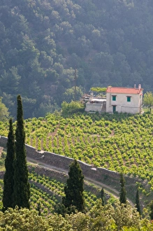 GREECE-Northeastern Aegean Islands-SAMOS-Manolates: Hillside Vineyard GREECE-Northeastern Aegean Islands-SAMOS-Manolates: Hillside Vineyard