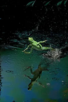 Green basilisk or plumed basilisk running on water (Basiliscus plumifrons), Costa Rica Green basilisk or plumed basilisk running on water (Basiliscus plumifrons), Costa Rica