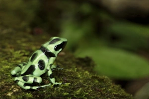 Green & Black poison dart frog Dendrobates auratus La Selva, Costa Rica Green & Black poison dart frog Dendrobates auratus La Selva, Costa Rica