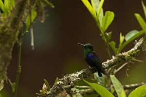 Green-crowned Woodnymph (Thalurania fannyi) Mindo Cloud Forest Green-crowned Woodnymph (Thalurania fannyi) Mindo Cloud Forest