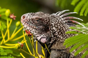 Green iguana (Iguana iguana), St. Thomas, US Virgin Islands Green iguana (Iguana iguana), St. Thomas, US Virgin Islands