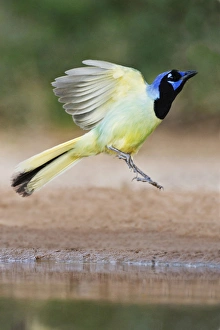 Green Jay (Cyanocorax yncas) landing at pond, Texas Green Jay (Cyanocorax yncas) landing at pond, Texas
