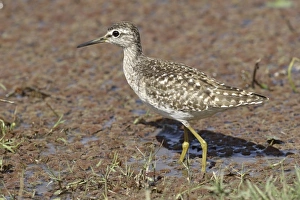 Green Sandpiper, Ranthambhor National Park, India Green Sandpiper, Ranthambhor National Park, India