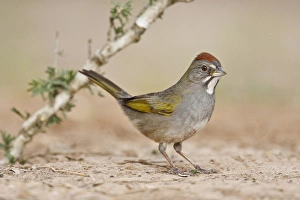 Green-tailed Towhee (Pipilo chlorurus) hunting for seeds Green-tailed Towhee (Pipilo chlorurus) hunting for seeds
