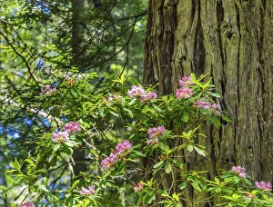 Green towering trees, pink rhododendron, Lady Bird Johnson Grove, Redwoods National Park Green towering trees, pink rhododendron, Lady Bird Johnson Grove, Redwoods National Park