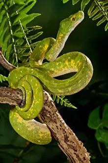 Green Tree Python Prints: Green Tree Python (Captive), Morelia (Chondropython) viridis Native to New Guinea